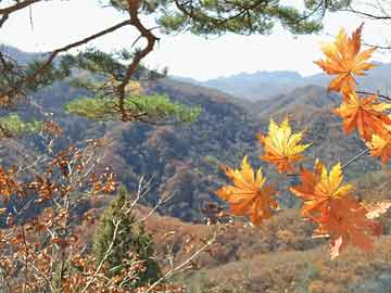 小紅書(shū)獨(dú)家揭秘，上海旅行攻略，讓你的旅程更精彩！