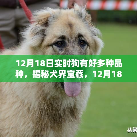 揭秘犬界寶藏，犬類品種的多樣性與實(shí)時(shí)了解（12月18日）
