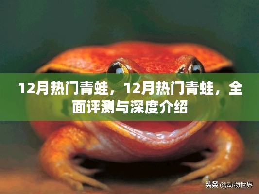 全面評測與深度介紹，十二月熱門青蛙