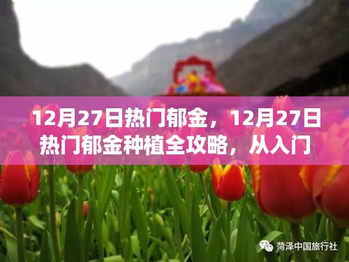 12月27日熱門郁金種植指南，從入門到精通的全面步驟