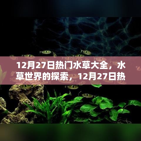 12月27日熱門水草品種深度解析，水草世界的奧秘與觀點(diǎn)碰撞