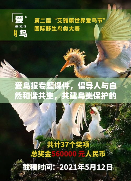 愛鳥報專題課件，倡導(dǎo)人與自然和諧共生，共建鳥類保護(hù)的美好未來
