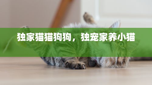 獨家貓貓狗狗，獨寵家養(yǎng)小貓 