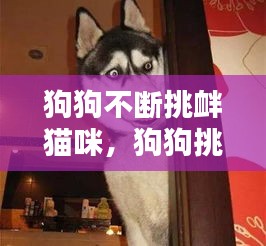 狗狗不斷挑釁貓咪，狗狗挑釁的動作 