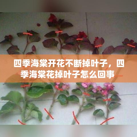 四季海棠開(kāi)花不斷掉葉子，四季海棠花掉葉子怎么回事 