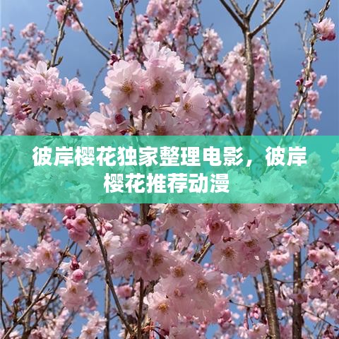 彼岸櫻花獨(dú)家整理電影，彼岸櫻花推薦動(dòng)漫 
