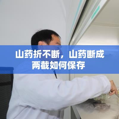 山藥折不斷，山藥斷成兩截如何保存 