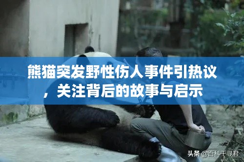 熊貓突發(fā)野性傷人事件引熱議，關注背后的故事與啟示
