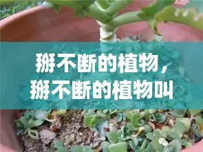 掰不斷的植物，掰不斷的植物叫紅什么 