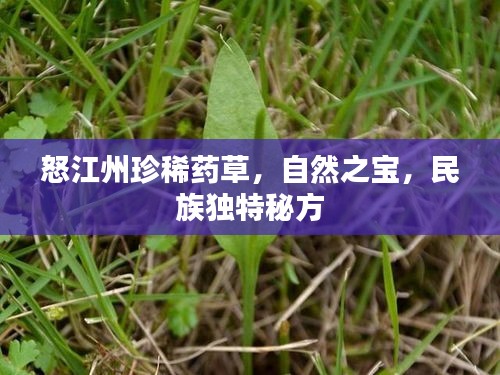 怒江州珍稀藥草，自然之寶，民族獨特秘方