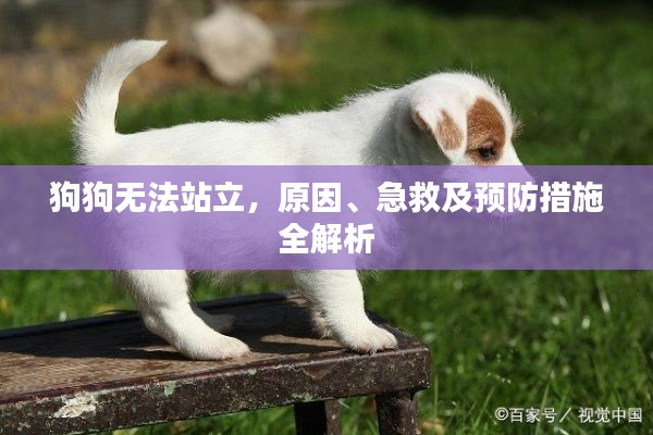狗狗無(wú)法站立，原因、急救及預(yù)防措施全解析