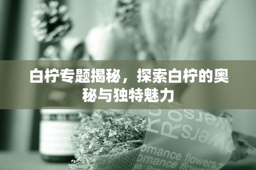 白檸專(zhuān)題揭秘，探索白檸的奧秘與獨(dú)特魅力