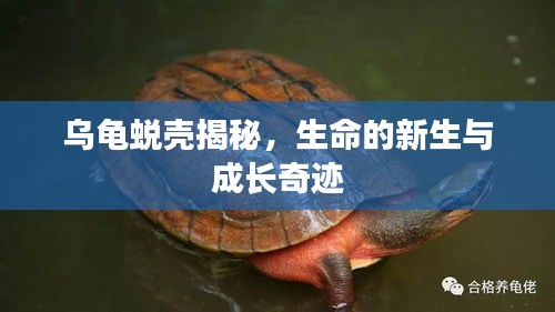 烏龜蛻殼揭秘，生命的新生與成長(zhǎng)奇跡