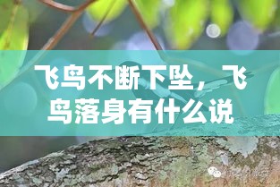 飛鳥不斷下墜，飛鳥落身有什么說法 