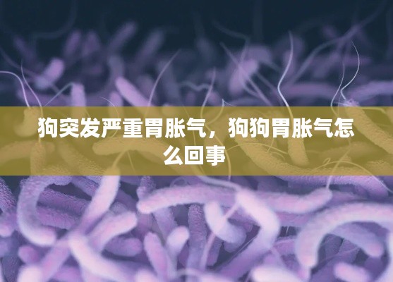 狗突發(fā)嚴重胃脹氣，狗狗胃脹氣怎么回事 