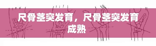 尺骨莖突發(fā)育，尺骨莖突發(fā)育成熟 