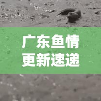 廣東魚情更新速遞，今日最新動態(tài)一網(wǎng)打盡！