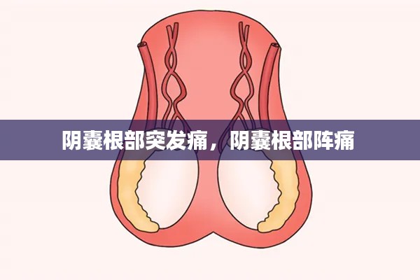 陰囊根部突發(fā)痛，陰囊根部陣痛 