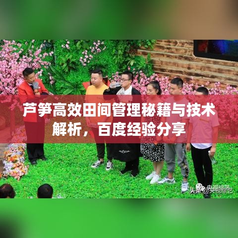蘆筍高效田間管理秘籍與技術(shù)解析，百度經(jīng)驗(yàn)分享