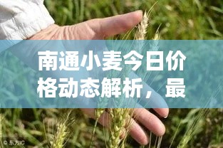 南通小麥今日價格動態(tài)解析，最新行情一覽