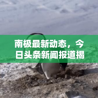 南極最新動態(tài)，今日頭條新聞報道揭秘南極最新消息