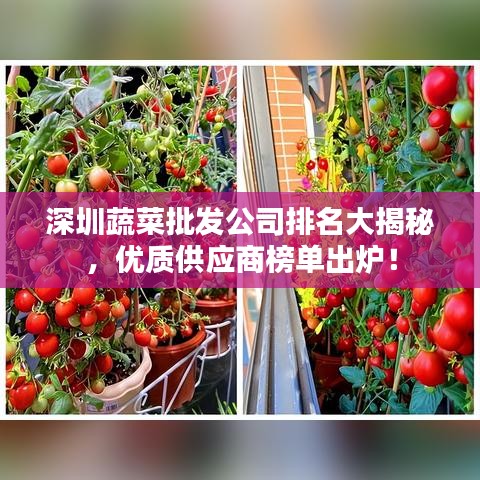 深圳蔬菜批發(fā)公司排名大揭秘，優(yōu)質(zhì)供應(yīng)商榜單出爐！