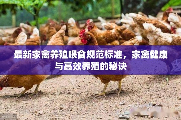 最新家禽養(yǎng)殖喂食規(guī)范標(biāo)準(zhǔn)，家禽健康與高效養(yǎng)殖的秘訣