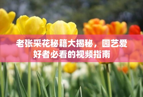 老張采花秘籍大揭秘，園藝愛好者必看的視頻指南