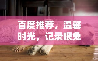 百度推薦，溫馨時光，記錄喂兔子的美好瞬間
