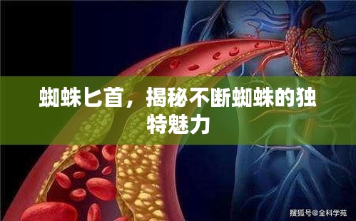 蜘蛛匕首，揭秘不斷蜘蛛的獨特魅力