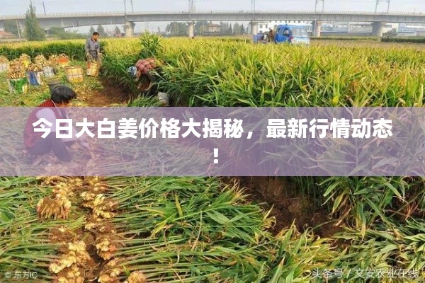 今日大白姜價(jià)格大揭秘，最新行情動(dòng)態(tài)！