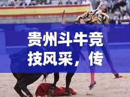 貴州斗牛競技風(fēng)采，傳統(tǒng)運(yùn)動(dòng)的榮耀與傳承，世界排名揭曉！