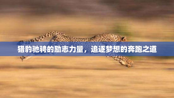 獵豹馳騁的勵(lì)志力量，追逐夢(mèng)想的奔跑之道