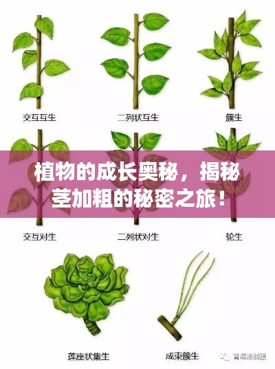 植物的成長奧秘，揭秘莖加粗的秘密之旅！