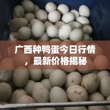 廣西種鴨蛋今日行情，最新價格揭秘