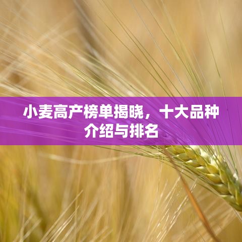 小麥高產(chǎn)榜單揭曉，十大品種介紹與排名