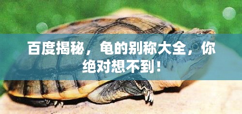 百度揭秘，龜?shù)膭e稱大全，你絕對想不到！
