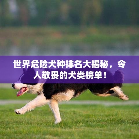 世界危險(xiǎn)犬種排名大揭秘，令人敬畏的犬類榜單！