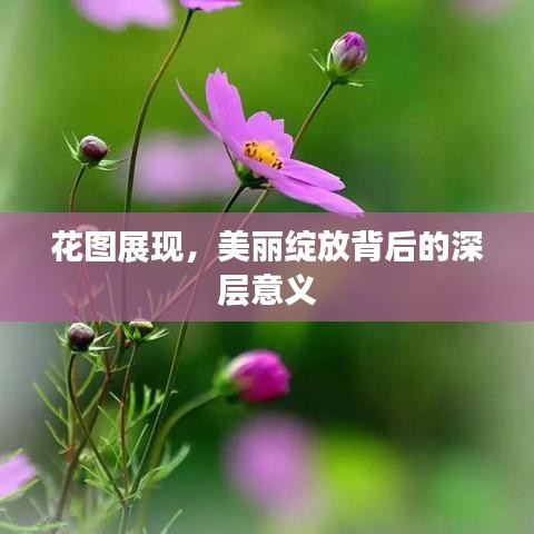 花圖展現(xiàn)，美麗綻放背后的深層意義