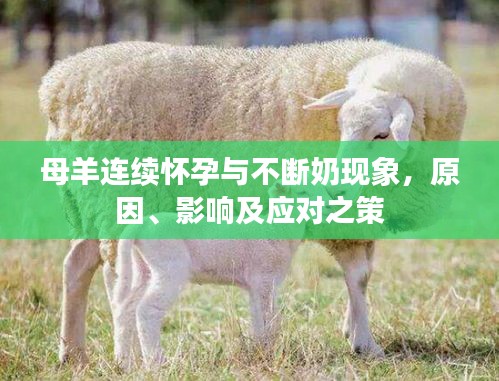 母羊連續(xù)懷孕與不斷奶現象，原因、影響及應對之策
