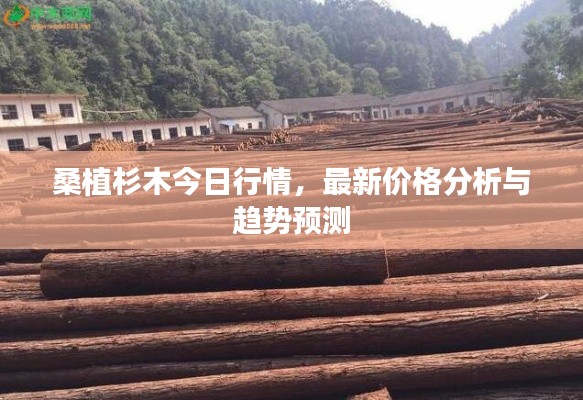 桑植杉木今日行情，最新價格分析與趨勢預(yù)測