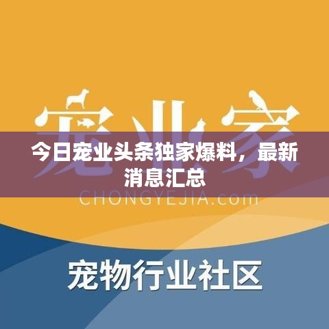今日寵業(yè)頭條獨家爆料，最新消息匯總