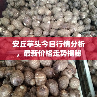安丘芋頭今日行情分析，最新價(jià)格走勢(shì)揭秘