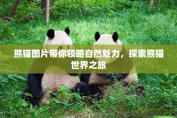 熊貓圖片帶你領(lǐng)略自然魅力，探索熊貓世界之旅
