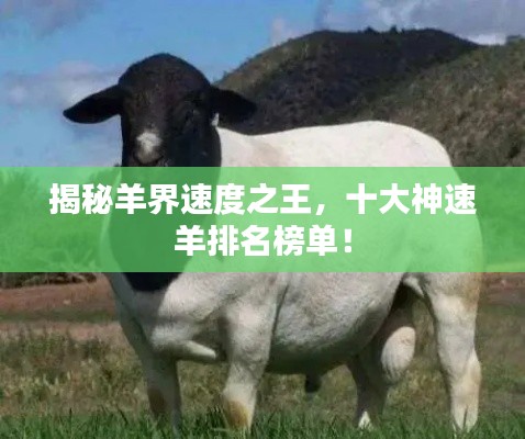 揭秘羊界速度之王，十大神速羊排名榜單！