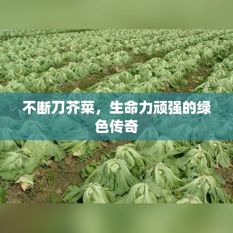 不斷刀芥菜，生命力頑強的綠色傳奇
