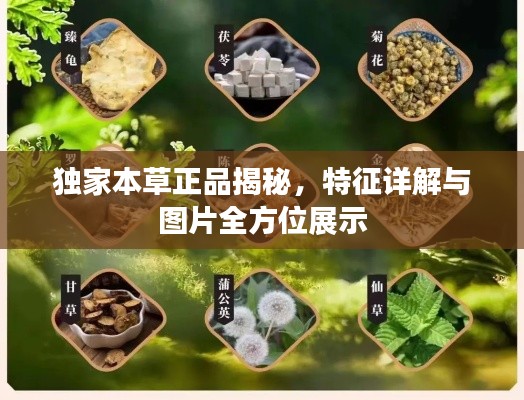 獨家本草正品揭秘，特征詳解與圖片全方位展示