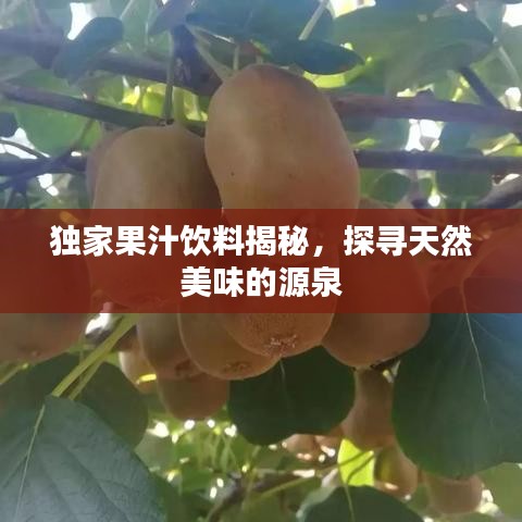 獨(dú)家果汁飲料揭秘，探尋天然美味的源泉