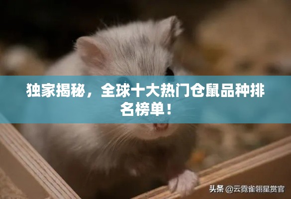 獨家揭秘，全球十大熱門倉鼠品種排名榜單！