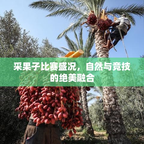 采果子比賽盛況，自然與競技的絕美融合